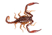 Scorpion (Chactus exsul) photographed on a white background in mobile field studio, Central Caribbean foothills, Costa Rica