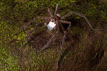 Fishing spider (Trechalea) male with a silk-wrapped fish as a nuptial gift to offer to a female as part of his courtship behaviour, Central Caribbean foothills, Costa Rica.