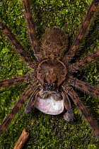 Fishing spider (Trechalea) male with a silk-wrapped fish as a nuptial gift to offer to a female as part of his courtship behaviour, Central Caribbean foothills, Costa Rica.