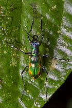 Tiger beetle (Cicindelinae) Central Caribbean foothills, Costa Rica.