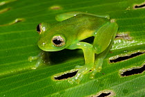 Spined glassfrog (Teratohyla spinosa) Central Caribbean foothills, Costa Rica.
