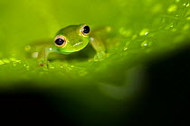 Spined glassfrog (Teratohyla spinosa) Central Caribbean foothills, Costa Rica.