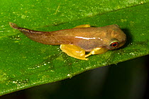 Rufous-eyed brook frog (Duellmanohyla rufioculis) metamorph - between tadpole and frog, Central Caribbean foothills, Costa Rica.