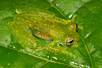 White-spotted cochran frog (Sachatamia albomaculata) Central Caribbean foothills, Costa Rica