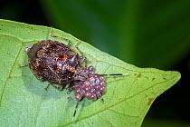 Stink bug (Pentatomidae) female guarding her eggs, Central Caribbean foothills, Costa Rica.