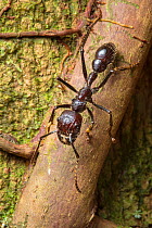 RF - Bullet ant worker (Paraponera clavata) has the most painful sting of any insect. Central Caribbean foothills, Costa Rica. (This image may be licensed either as rights managed or royalty free.)