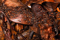 Army ants (Eciton sp) forming a trail on the rainforest floor at night, Central Caribbean foothills, Costa Rica.