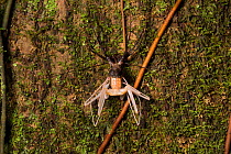 Tailless whipscorpion (Amblypygi) shedding its skin, Central Caribbean foothills, Costa Rica. Sequence 1/5