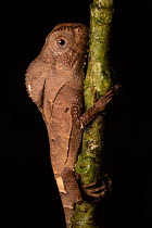 Helmeted basilisk (Corytophanes cristatus) this arboreal lizard is often found clinging vertically to trunks, Central Caribbean foothills, Costa Rica.