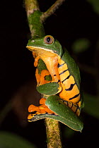 Splendid leaf frog (Cruziohyla calcarifer) in rainforest tree at night, Central Caribbean foothills, Costa Rica.