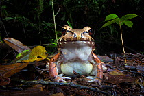 RF - Smoky Jungle Frog (Leptodactylus savageii /pentadactylus) at burrow on rainforest floor at night. Central Caribbean foothills, Costa Rica. (This image may be licensed either as rights managed or...
