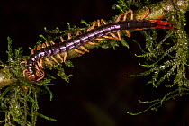 Centipede (Scolopendromorpha) Central Caribbean foothills, Costa Rica.