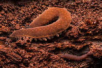Velvet worms (Onychophora) discovered under a piece of bark on a rotting log, the smaller juvenile is in the bottom right of the frame, Central Caribbean foothills, Costa Rica.