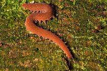 RF - Velvet worm (Onychophora) discovered under bark on a rotten log. Central Caribbean foothills, Costa Rica. (This image may be licensed either as rights managed or royalty free.)