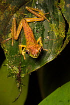 Lemur leaf frog (Agalychnis lemur) moving through rainforest vegetation at night, Central Caribbean foothills, Costa Rica. IUCN Red List critically endangered species.