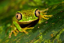 Lemur leaf frog (Agalychnis lemur) Central Caribbean foothills, Costa Rica. IUCN Red List critically endangered species.