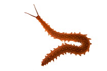 Velvet worm (Onychophora) discovered under a piece of bark on a rotting log, photographed on a white background in a mobile field studio, Central Caribbean foothills, Costa Rica