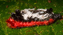 Shag carpet caterpillar (Prothysana sp) covered in defensive urticating hairs, Central Caribbean foothills, Costa Rica