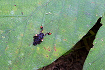 Moth (Phobetron hipparchia) showing bird dropping mimicry, Cordillera de Talamanca mountain range, Caribbean Slopes, Costa Rica