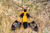 Clearwing moth (Loxophlebia sp) which mimics various species of wasp as a defence, Cordillera de Talamanca mountain range, Caribbean Slopes, Costa Rica