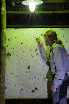 Photographer Alex Hyde identifying moths attracted to a UV light trap at night in the rainforest, Cordillera de Talamanca mountain range, Caribbean Slopes, Costa Rica. May 2014