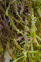 Moss mimic stick insect (Trychopeplus laciniatus) showing amazing camouflage on mossy vine, Cordillera de Talamanca mountain range, Caribbean Slopes, Costa Rica.