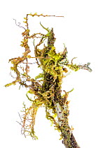 RF - Moss mimic stick insect (Trychopeplus laciniatus) camoflaged on mossy vine. Cordillera de Talamanca mountain range, Caribbean Slopes, Costa Rica. (This image may be licensed either as rights mana...