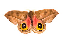 Silk moth (Automeris zugana) sequence 2 of 2, with wings open to reveal eyespots, a means of deterring predators, photographed on a white background in mobile field studio, Cordillera de Talamanca mou...