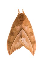 Silk moth (Automeris zugana) sequence 1 of 2, photographed on a white background in mobile field studio, Cordillera de Talamanca mountain range, Caribbean Slopes, Costa Rica.