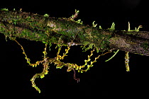 RF - Moss mimic stick insect (Trychopeplus laciniatus) camouflaged on mossy vine. Cordillera de Talamanca mountain range, Caribbean Slopes, Costa Rica. (This image may be licensed either as rights man...