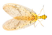 Dobsonfly (Chloronia sp) photographed on a white background in mobile field studio, Cordillera de Talamanca mountain range, Caribbean Slopes, Costa Rica.