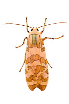 Moth (Halisidota schausi) photographed on a white background in mobile field studio, Cordillera de Talamanca mountain range, Caribbean Slopes, Costa Rica