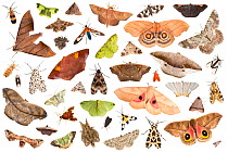 RF - Moths attracted to light trap in rainforest, on white background, image composite montage. Cordillera de Talamanca mountain range, Caribbean Slopes, Costa Rica. (This image may be licensed either...