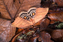Saturniid moth (Saturniidae) with wings open to reveal eyespots, a means of deterring predators, Caribbean Slopes, Cordilera de Talamanca, Costa Rica