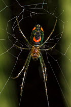 Orchard spider (Leucauge sp) showing distinctive 'smiley face' markings on underside, San Jose, Costa Rica