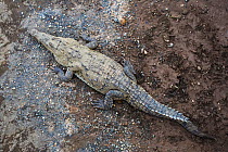 American crocodile (Crocodylus acutus) in the Trcoles River, Costa Rica