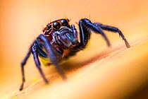 Jumping spider (Salticidae) hunting among vegetation, San Jose, Costa Rica.