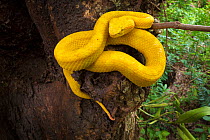 RF - Eyelash Pit Viper (Bothriechis schlegelii) Costa Rica. (This image may be licensed either as rights managed or royalty free.)