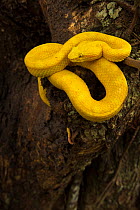 Eyelash pit viper (Bothriechis schlegelii) yellow morph, Costa Rica