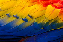 RF - Close up of feathers of a Scarlet Macaw (Ara macao) Osa Peninsula, Costa Rica. (This image may be licensed either as rights managed or royalty free.)