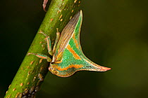 Thornbug (Umbonia crassicornis) San Jose, Costa Rica.