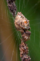 Trashline orb weaver spider (Cyclosa sp) these spiders attach a verticle line of debris (mainly food waste) to their web that they sit in the middle of, disguising them. San Jose, Costa Rica.