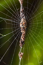 RF - Trashline Orb Weaver Spider (Cyclosa sp.) camouflaged on attached vertical line of debris in web, San Jose, Costa Rica. (This image may be licensed either as rights managed or royalty free.)