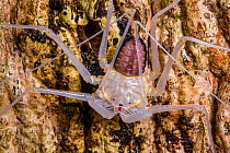 Tailless whipscorpion (Amblypygi) still pale from recently shedding its skin, Osa Peninsula, Costa Rica.