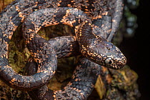 Cloudy Snail-eater / Clouded snake (Sibon nebulatus) Osa Peninsula, Costa Rica.