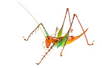 Spiny predatory katydid (Listroscelis sp) photographed on a white background in mobile field studio, Osa Peninsula, Costa Rica.