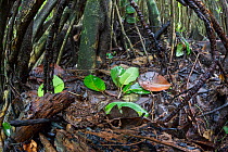 Fer-de-lance (Bothrops asper) juvenile camouflaged on the rainforest floor at the base of a Strangle fig (Ficus sp) Osa Peninsula, Costa Rica,