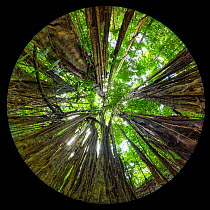 RF - Strangler fig (Ficus zarazalensis) growing in lowland rainforest and endemic to Osa Peninsula, Costa Rica. Fisheye lens. (This image may be licensed either as rights managed or royalty free.)