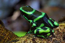 RF - Green and Black Poison Frog (Dendrobates auratus). Osa Peninsula, Costa Rica. (This image may be licensed either as rights managed or royalty free.)