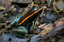 Golfodulcean poison frog (Phyllobates vittatus) Osa Peninsula, Costa Rica